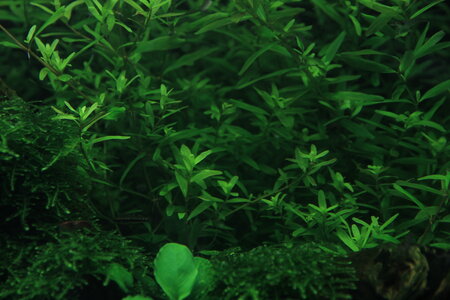 rotundifolia-green2_resize.jpg