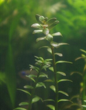 rotala2.jpg