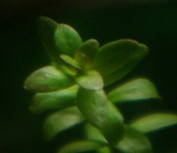 rotala1.jpg