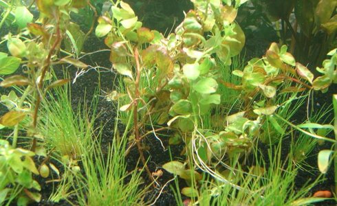 k_Ludwigia ovalis.jpg