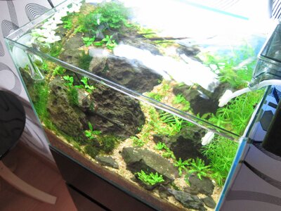 Flowgrow 006.jpg