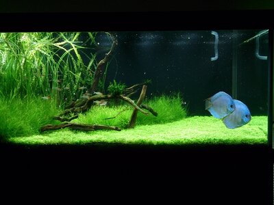 Flowgrow.jpg