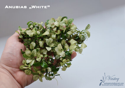 White clump flow.jpg