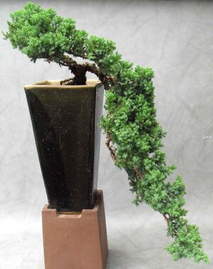 Juniperus_procumbens_Nana_th.jpg