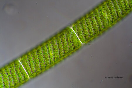 BS_Spirogyra_02.jpg