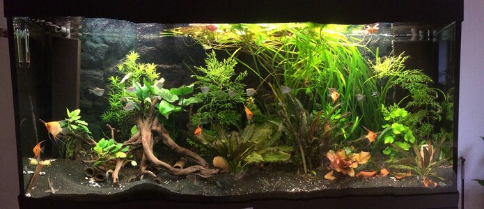 Aquarium klein.jpg