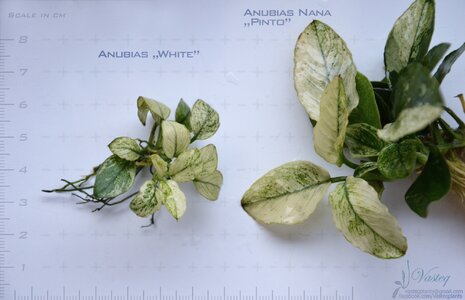 Compare flowgrow.jpg