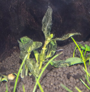 Sterbende Staurogyne Repens.jpg