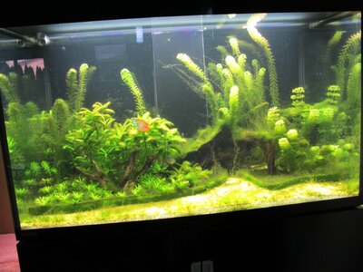 Pelzalgen, Fadenalgen -> Düngung rauf oder runter? | Flowgrow