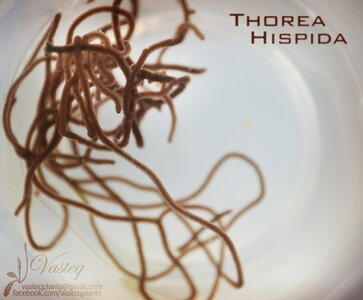 th - flowgrow.jpg