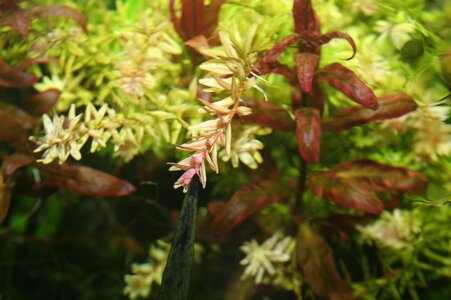 Rotala-Gruen-Rot-7.jpg
