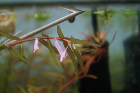 Rotala Yao Yai 3 Wochen.JPG