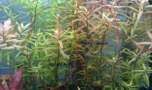 Rotala Hra oder Colorata.jpg