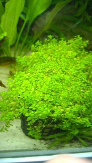 WP_20150426_008.jpg