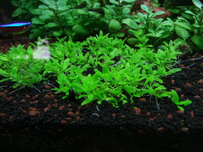 DSCF7295.JPG