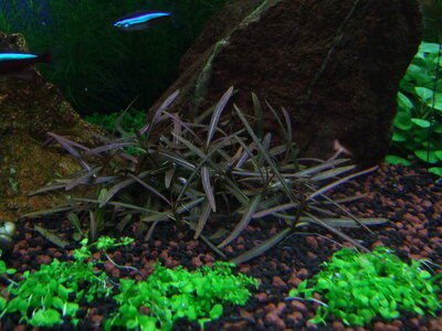 DSCF7300.JPG