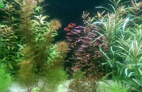 IMAG1705_1_1.jpg