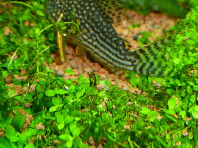 1P1010984.jpg