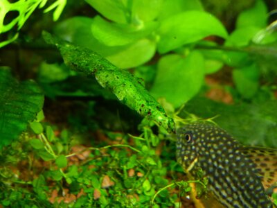 1P1010983.jpg