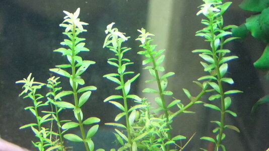 Rotala.JPG