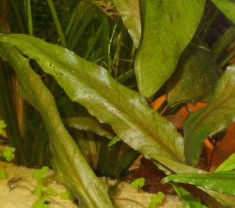 Aquarium300 014.JPG