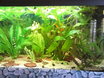 Aquarium 002.JPG