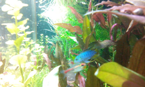 Borelli-Opal-01.jpg