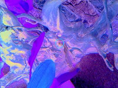 IMG_0289.JPG