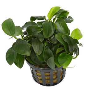 wp-anubias-mini.jpg