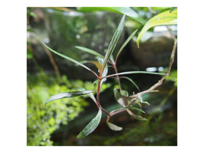 rhaphidophora.jpg