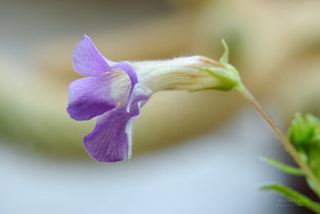 Limnophila aromatica 'mini' Blüte seite.jpg