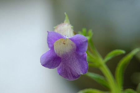 Limnophila aromatica 'mini' Blüte vorne.jpg