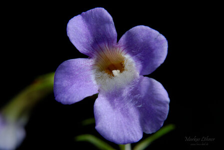 Limnophila aromatica 'mini' Blüte 1.jpg