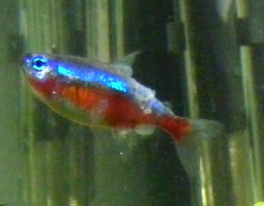 Haut der Neons löst sich / Krankheit? | Flowgrow