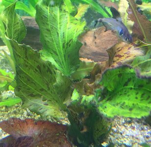 IMG_1449.JPG