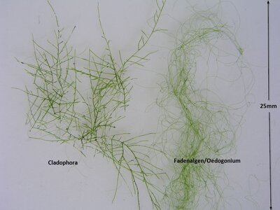Gladophora-Oedogonium.jpg