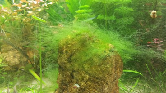 Aquarium total Veralgt Flowgrow