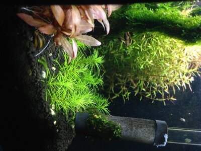 Pogostemon Errectus_bearbeitet.jpg