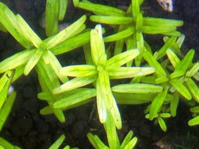 Rotala Green Bearbeitet2.jpg