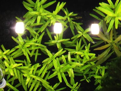 rotala sp green_weniger mangelerscheinungen.jpg