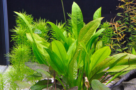 Amazonicus03.jpg