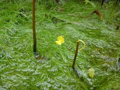 K800_Eleo und Utricularia.JPG