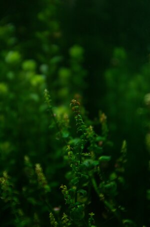 Rotala sp. 'Pearl' (Rotala sp. 'Mini Type 2' (1).JPG