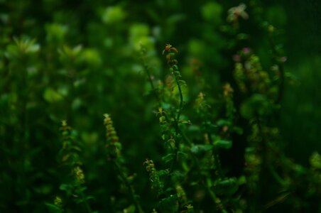 Rotala sp. 'Pearl' (Rotala sp. 'Mini Type 2' (2).JPG