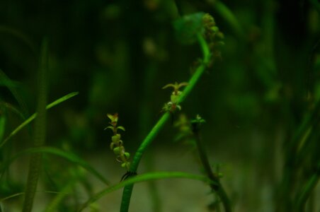 Rotala sp. 'Pearl' (Rotala sp. 'Mini Type 2' (3).JPG