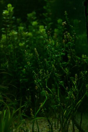 Rotala sp. 'Pearl' (Rotala sp. 'Mini Type 2' (4).JPG