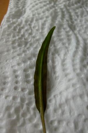 S6300676.jpg