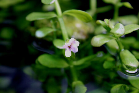 BacopaMonnieri-emers.JPG