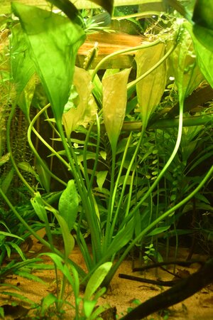 Ottelia alismoides - Pflanze mit mehreren Blütenständen und Jungpflanzen.jpg