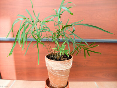 orchideenfarn01.jpg